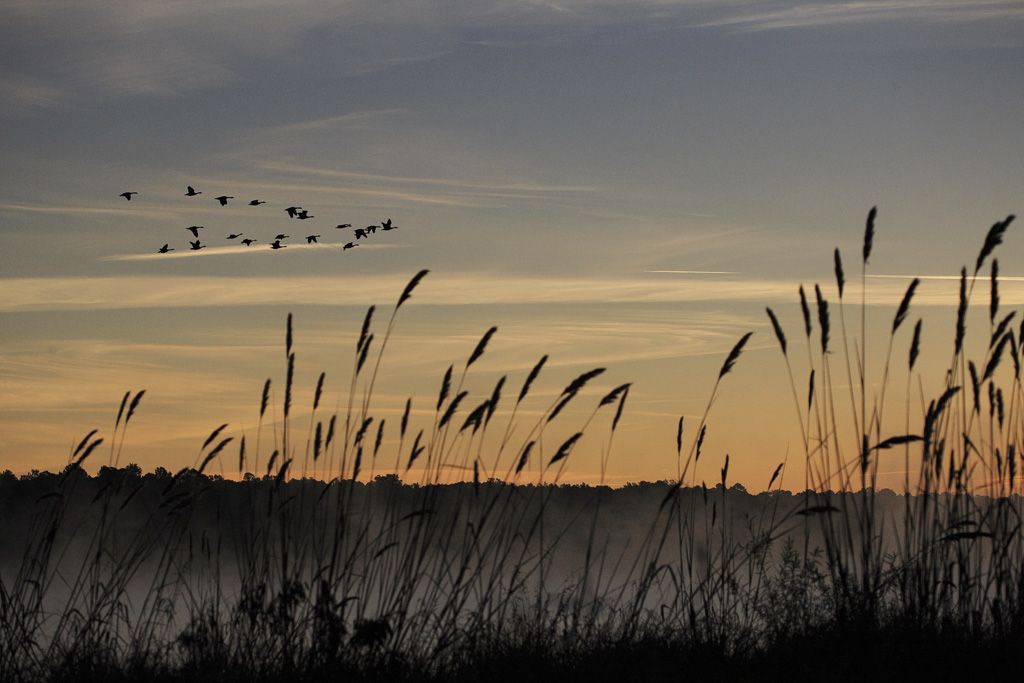 Crab Tree Lake and Geese at sunrise