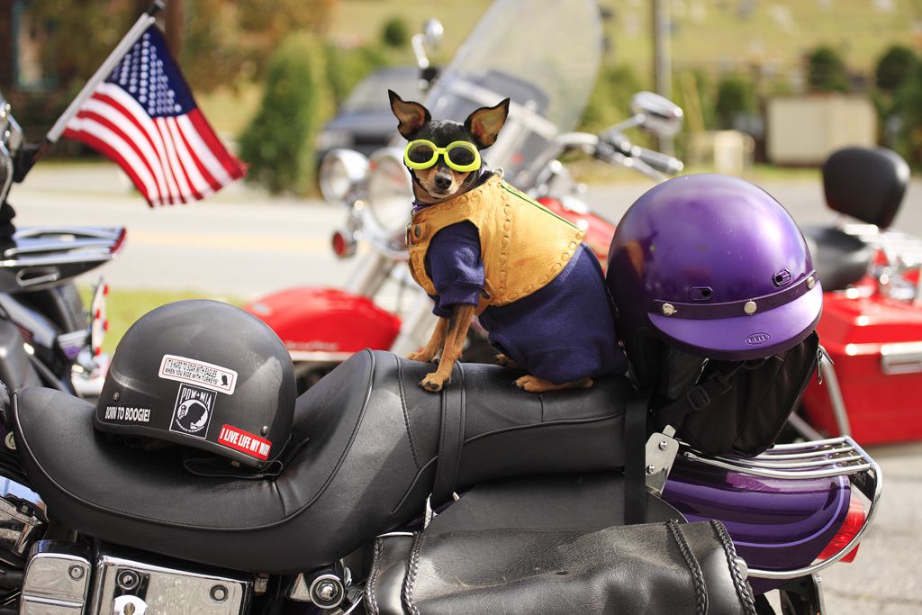 Harley Davidson Dog in Biker Gear