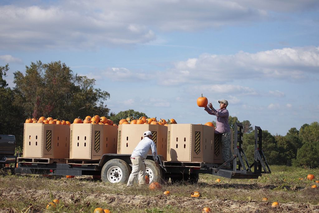 Pumpkins being Harvested
