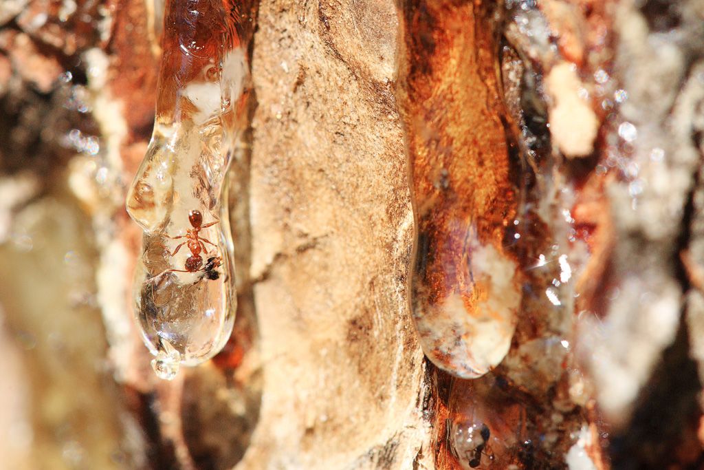 Detail of Ant, caught in in Tree Sap