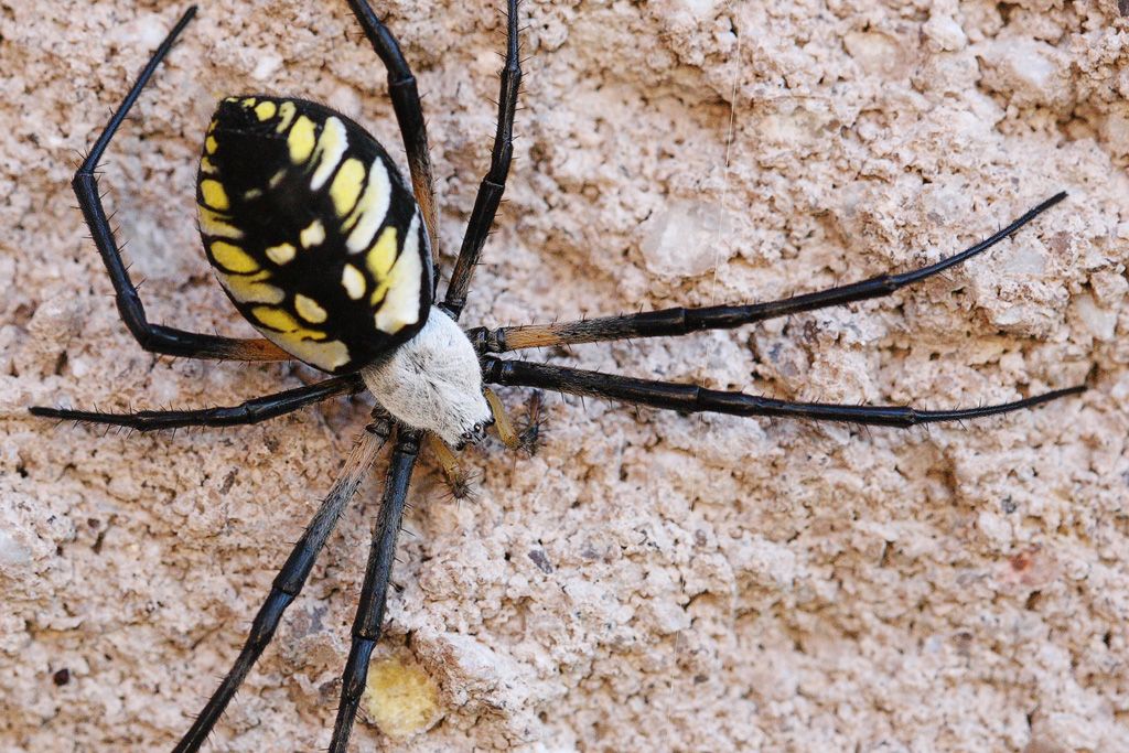 Spider (Argiope aurantia)