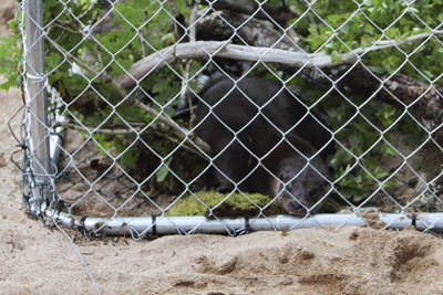 Otter in cage