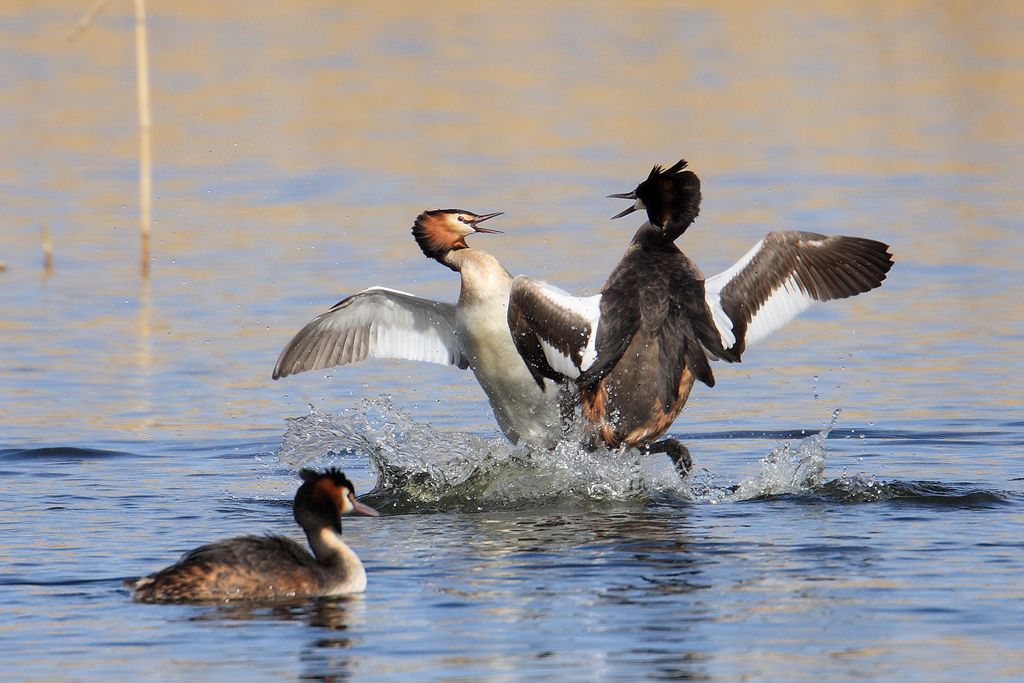 Great Crested Grebes Fighting