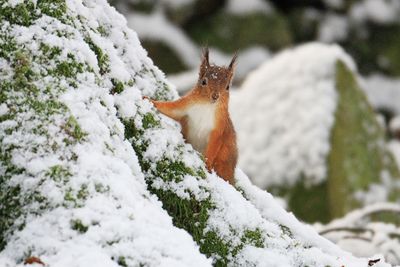Red Squirrel in the snow
