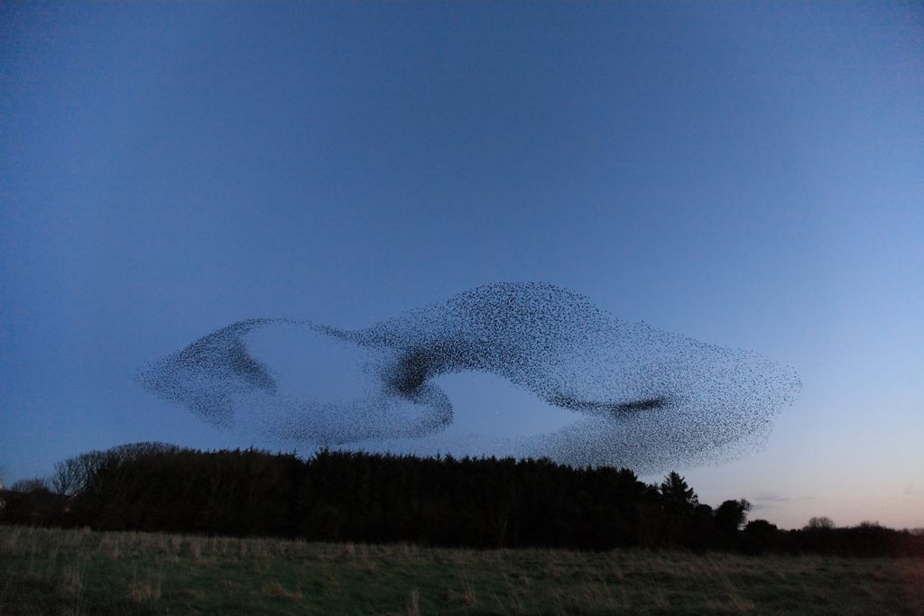 Starlings Flocking at Dusk