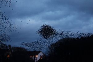 Starlings Flocking at Bettystown