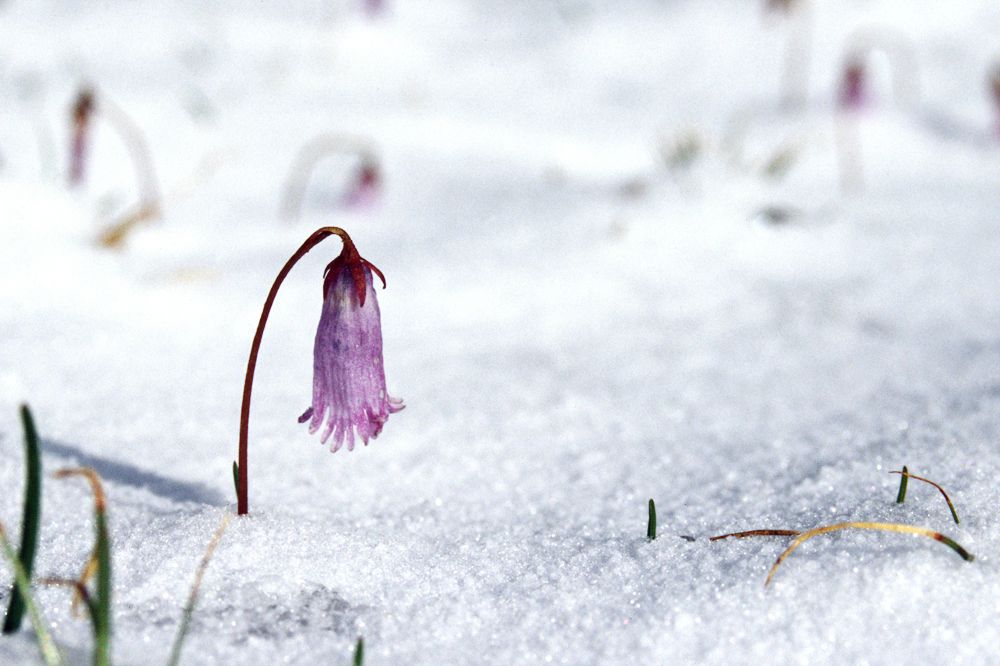 Alpine Flower, Austria