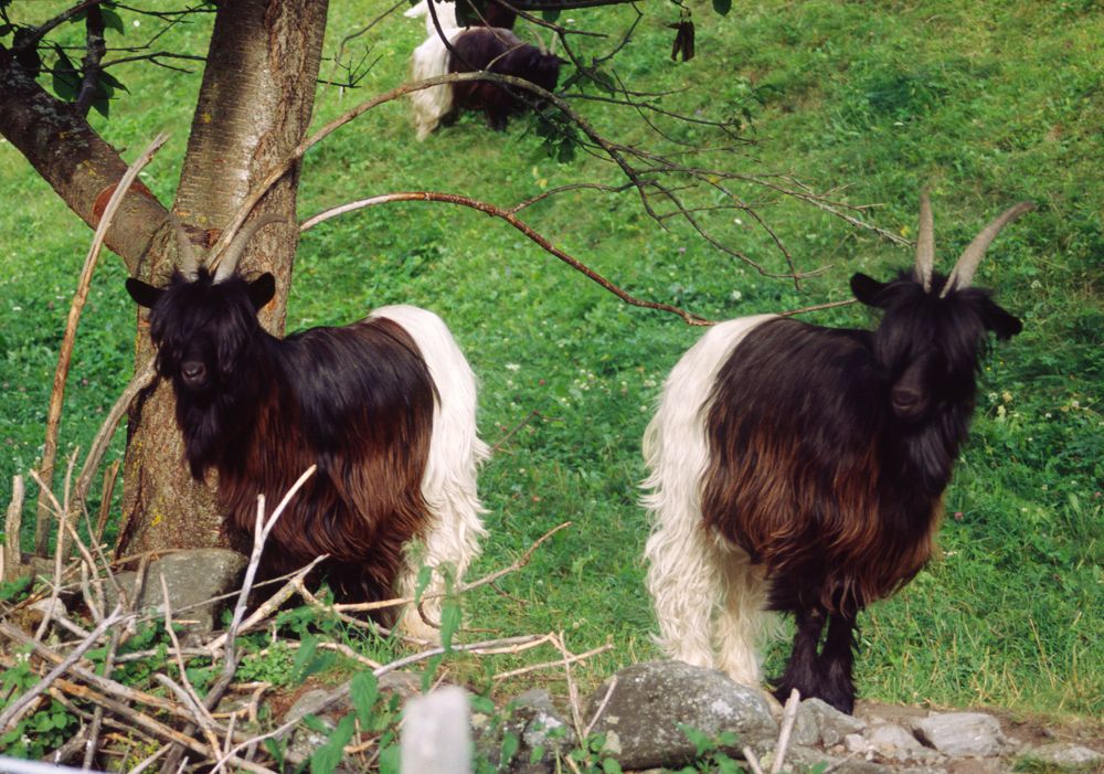 Valais Blackneck Goat, Austria