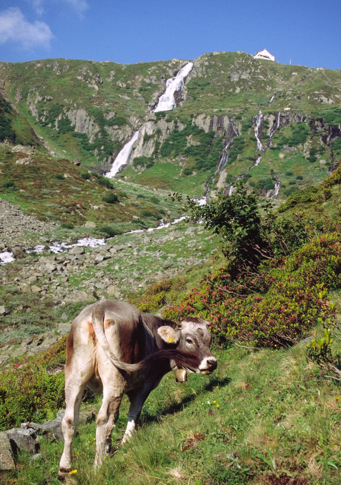 Cow with Bell in Austrian Alps