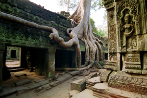 Cambodia, Jungle Temple
