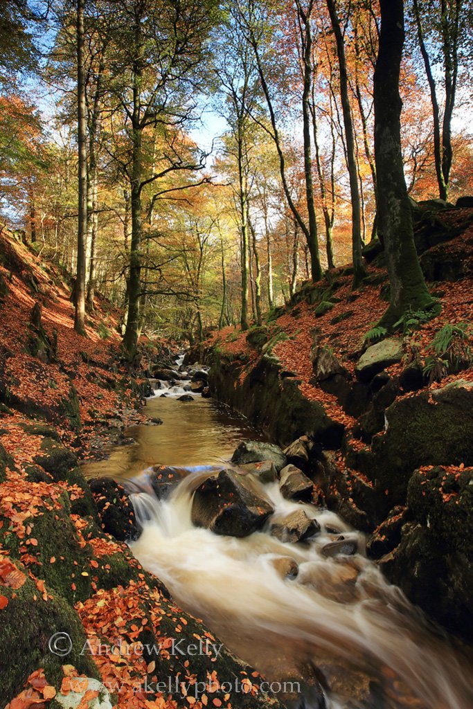 Liffey Tributary  in Autumn