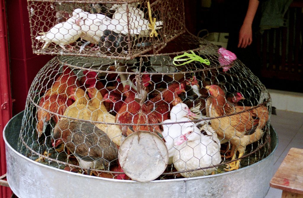 Hens at Market, Hoi Chi Minh city