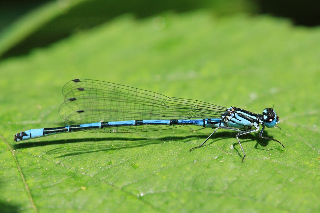 Blue Damselfly