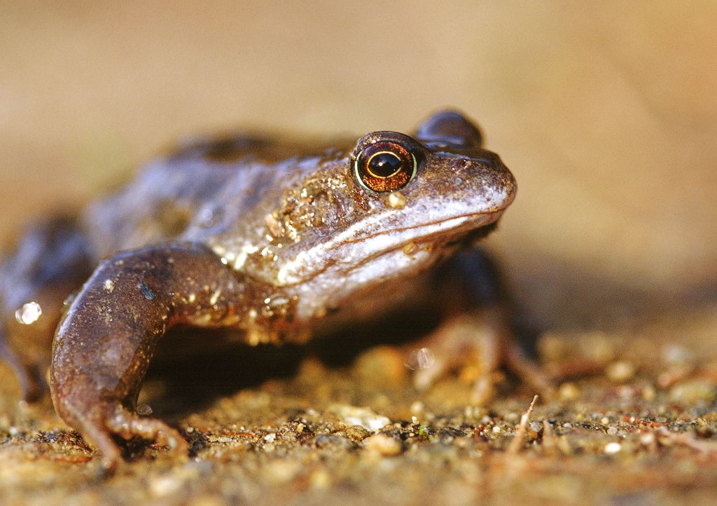 Common Frog