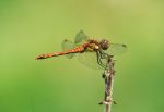 Common Darter Dragonfly