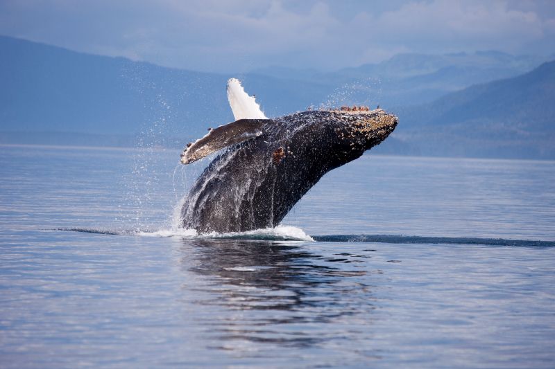 Breaching Humpback Alaska