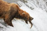 Brown Bear About to Catch a Salmon