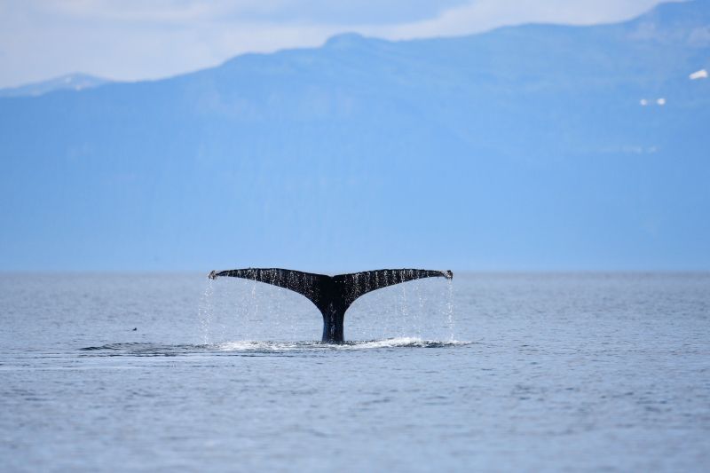 Humpback Whale Shows Fluke on Diving in Alaska