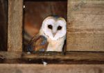 Barn Owl in Owl Box