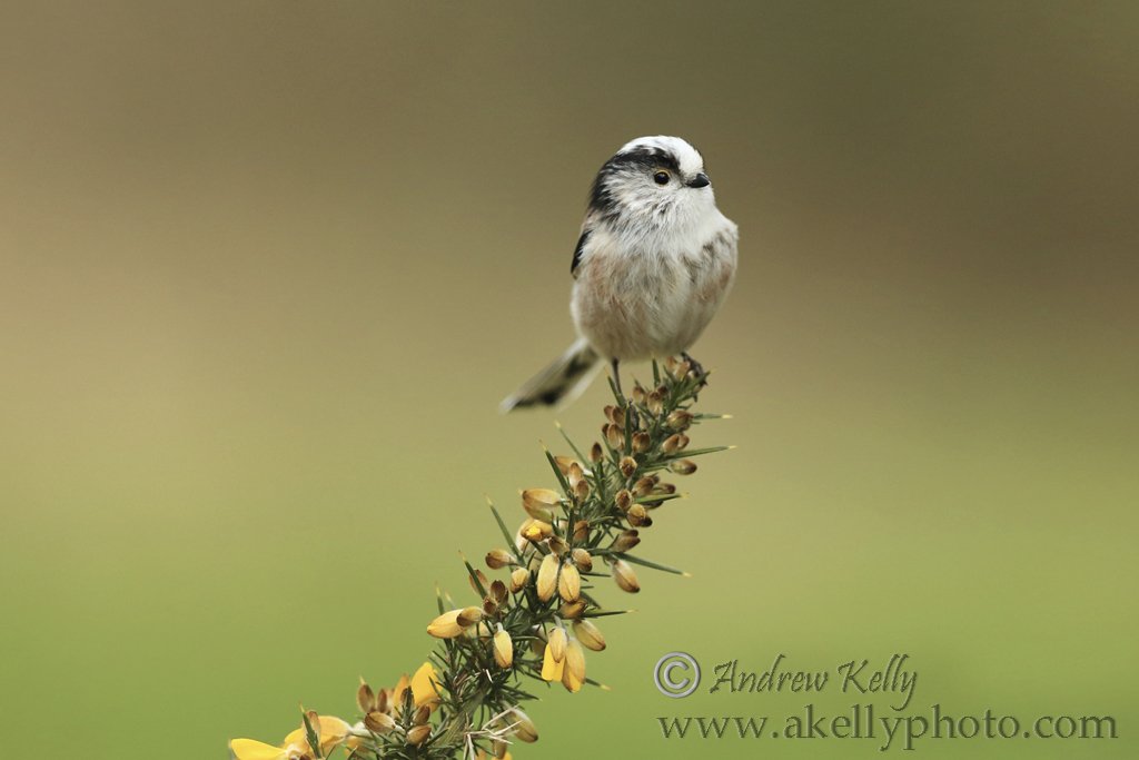 Long Tailed Tit on Gorse