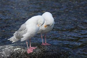 Glaucous-winged Gull