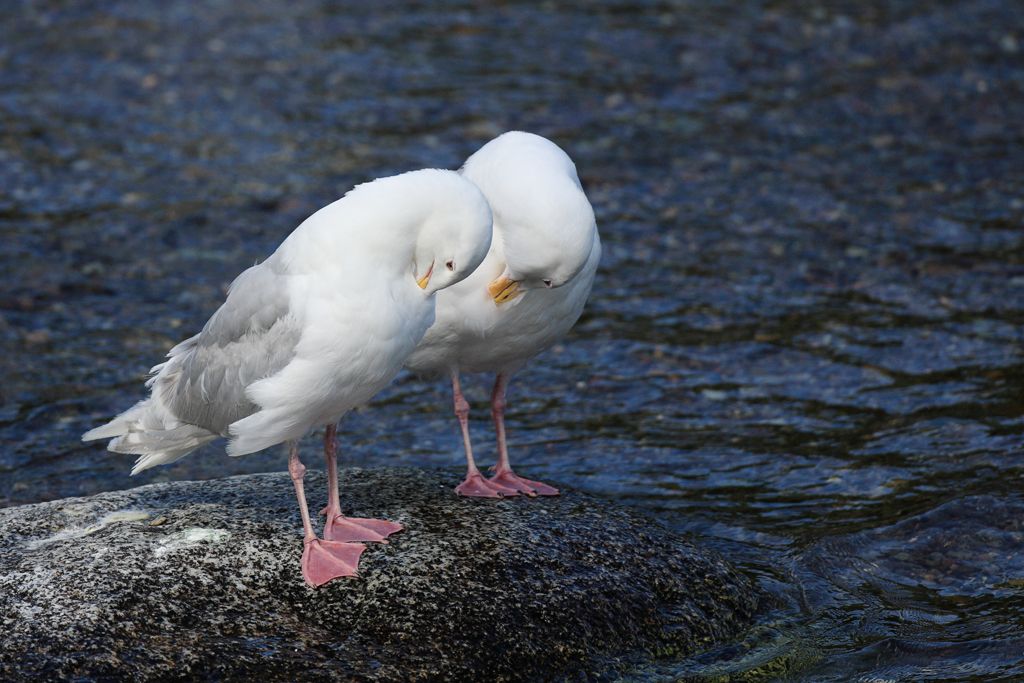 Glaucous-winged Gulls Preen Together