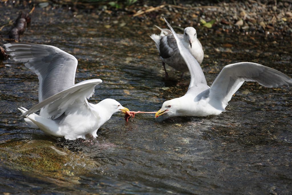 Glaucous-winged Gull Tug of War With Some Guts