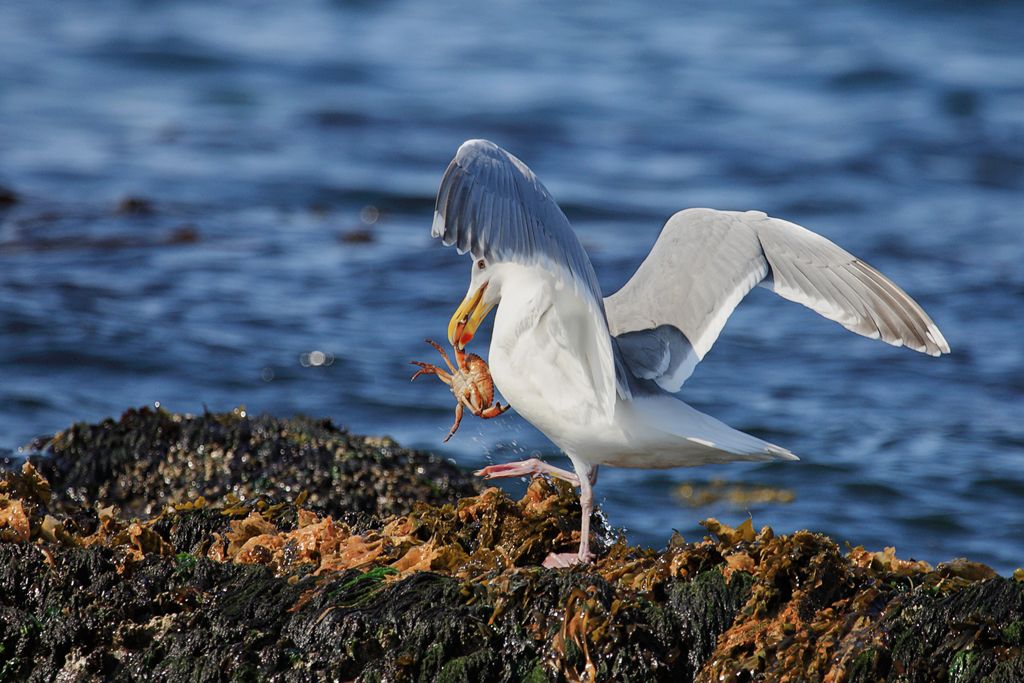 Glaucous-winged Gull Carries away Crab