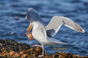 Glaucous-winged Gull