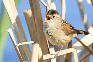 Marsh Wren