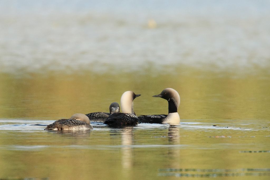 Pacific Diver Family