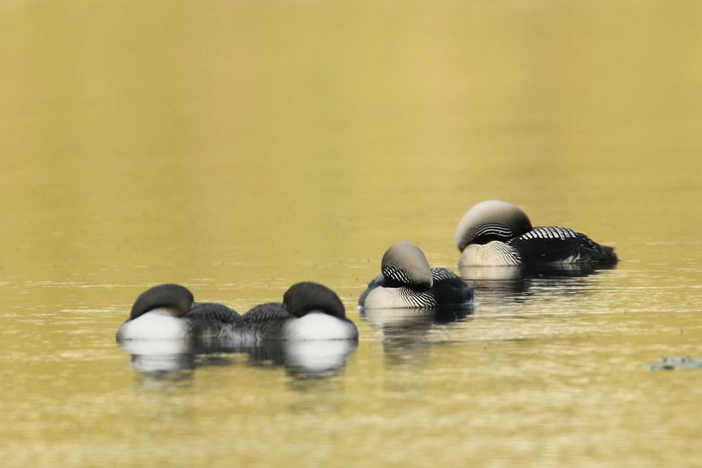 Pacific Divers Sleep on Lake