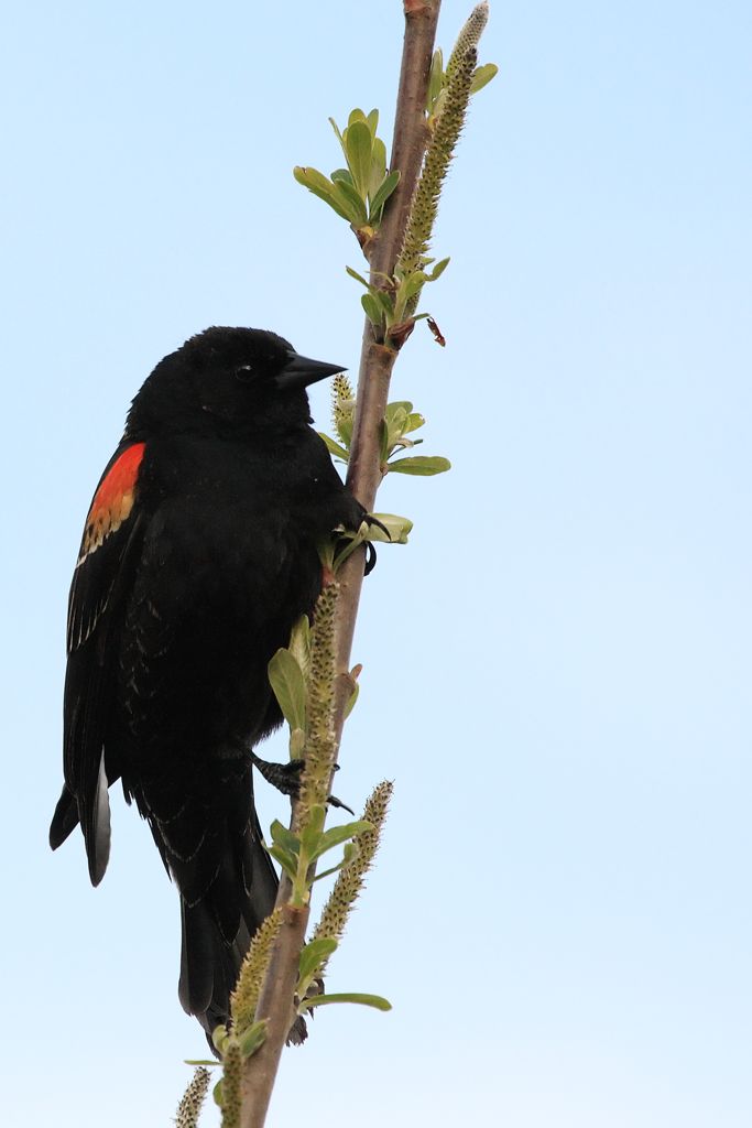 Red-winged Blackbird