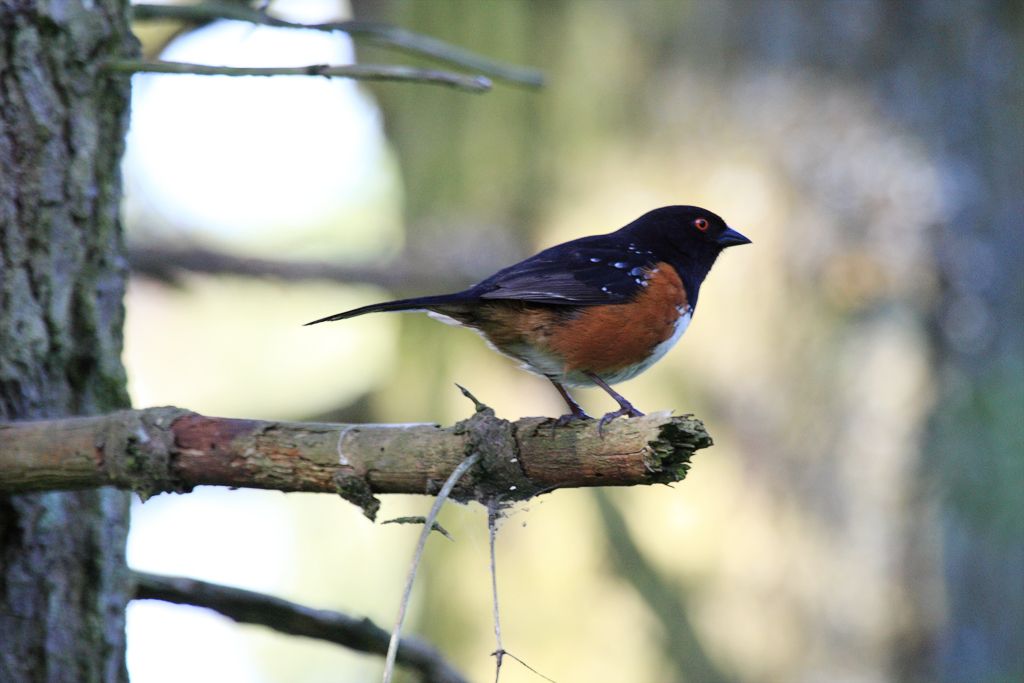 Spotted Towhee