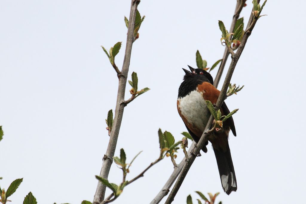 Spotted Towhee