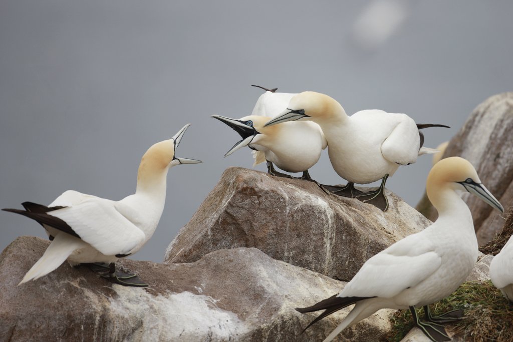 Gannets Squabbling, Saltee Islands