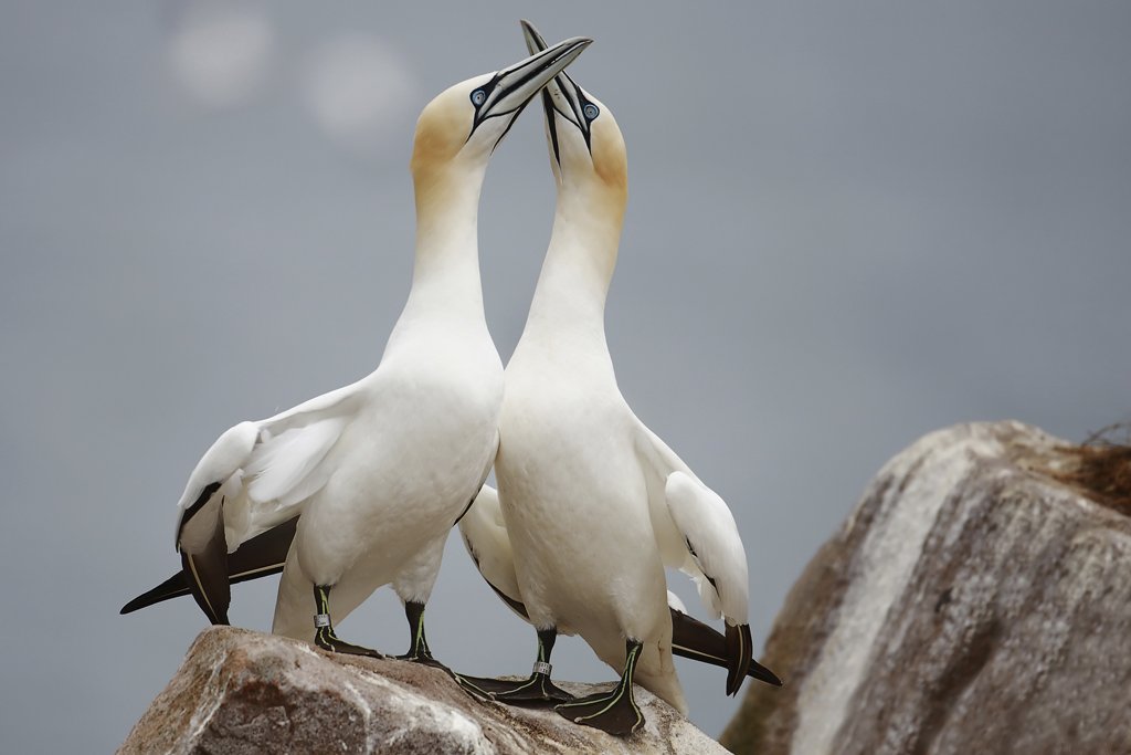 Gannet's Embrace on Saltee Islands