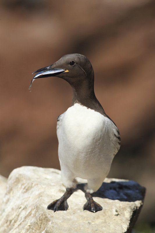 Guillemot with Fish on Saltee Islands