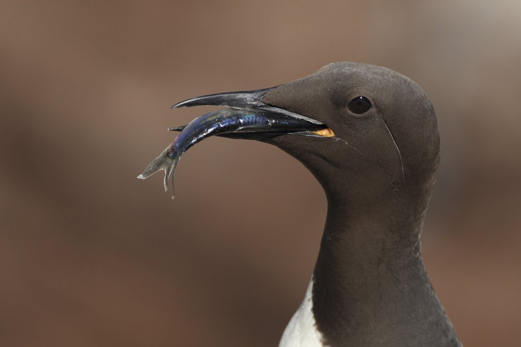 Saltee Islands