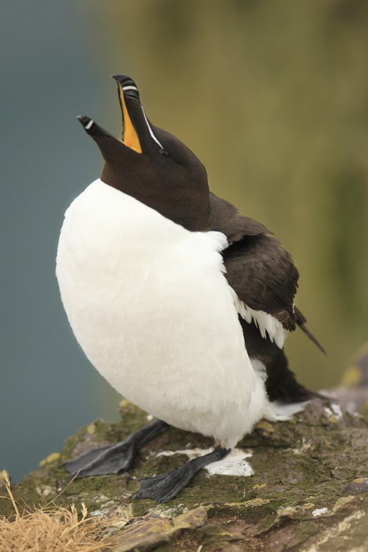 Razorbill, Saltee Islands