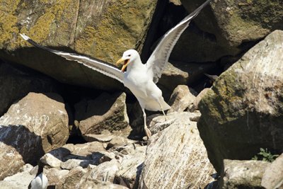 Herring Gull Crying