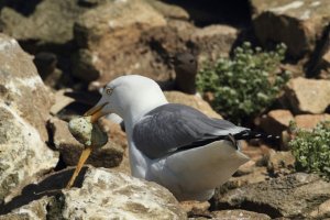 Herring Gull Predates Guillimot egg