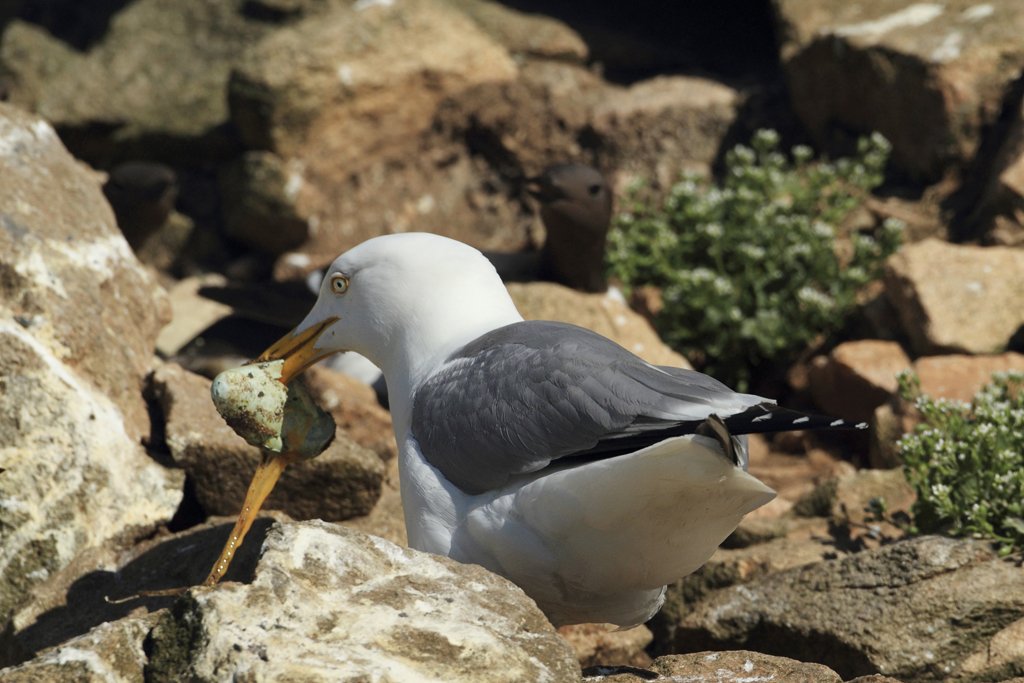 Herring Gull Predates Guillimot egg on Saltee Islands