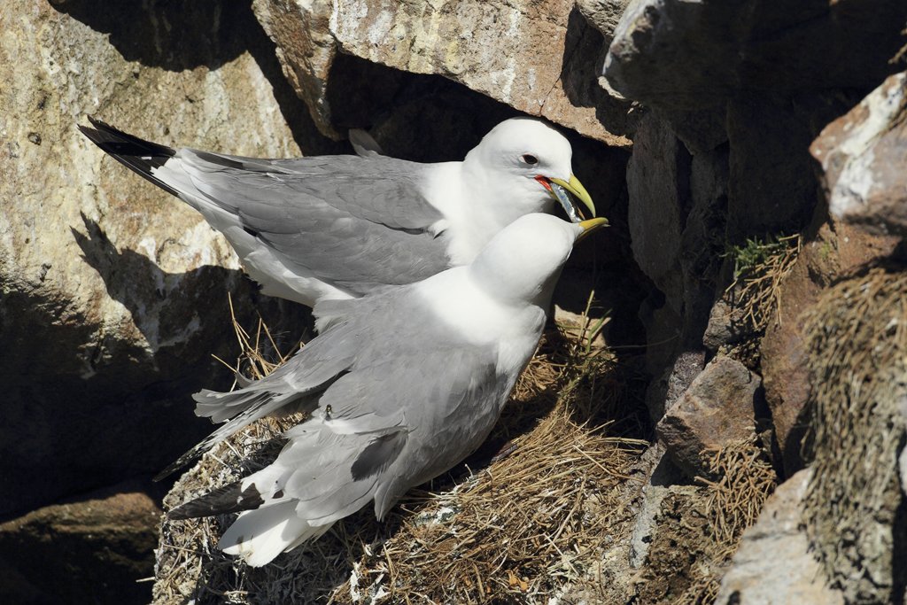 Kittiwake Passes Fish to Partner on Saltee Islands