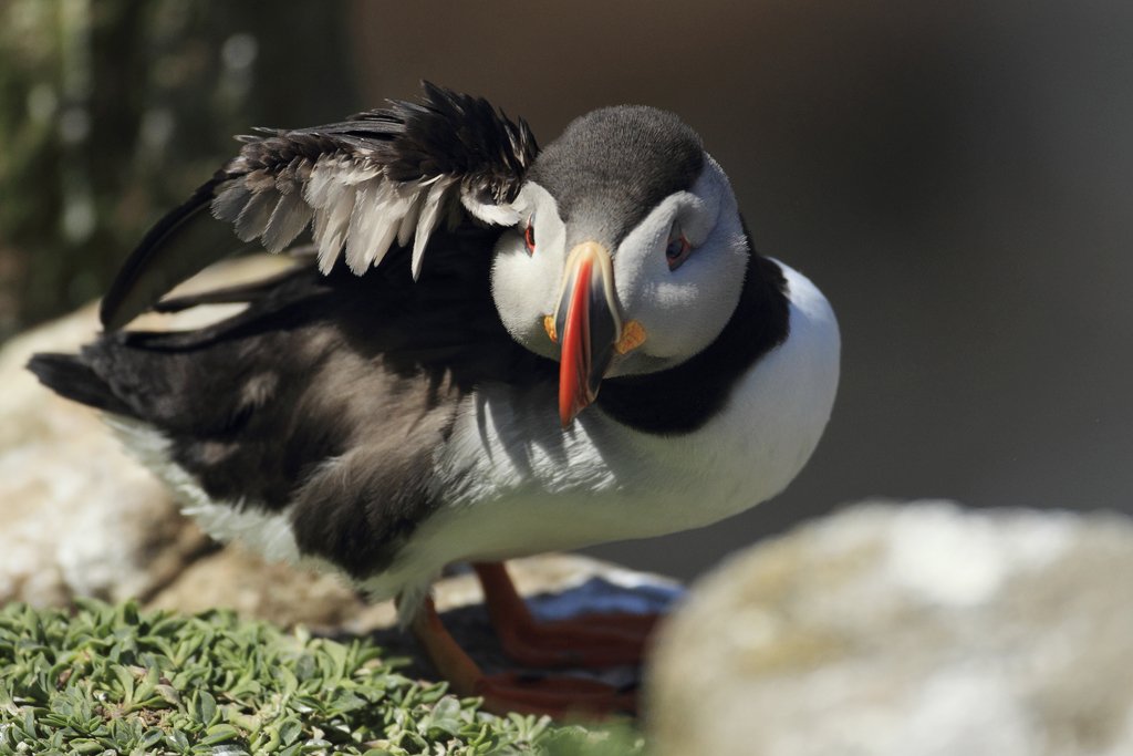 Saltee Islands