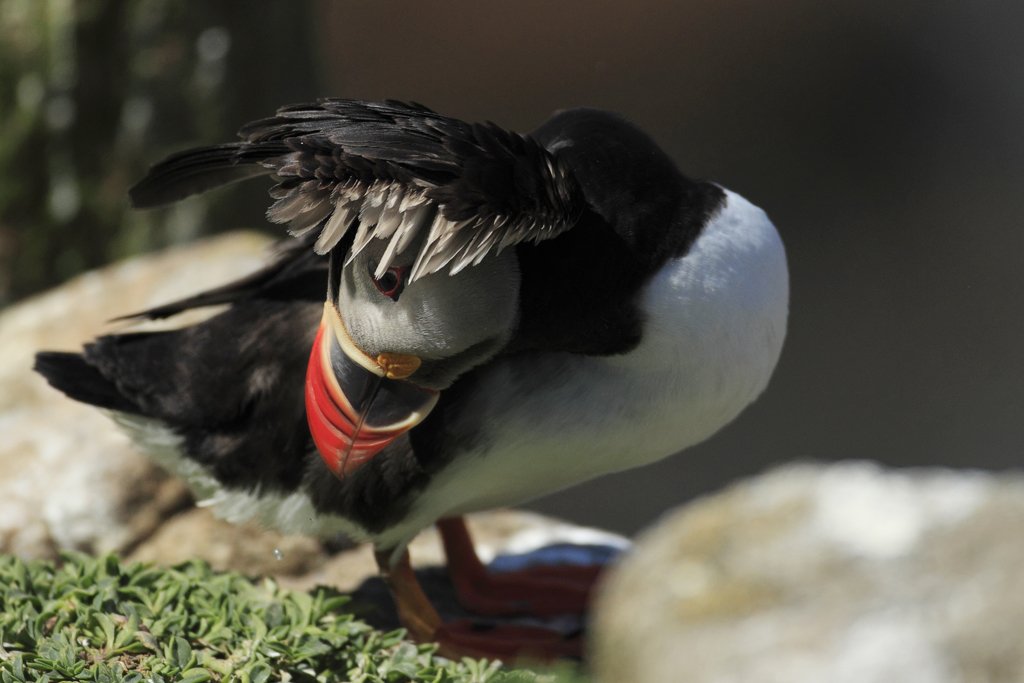 Atlantic Puffin Preening on Saltee Islands