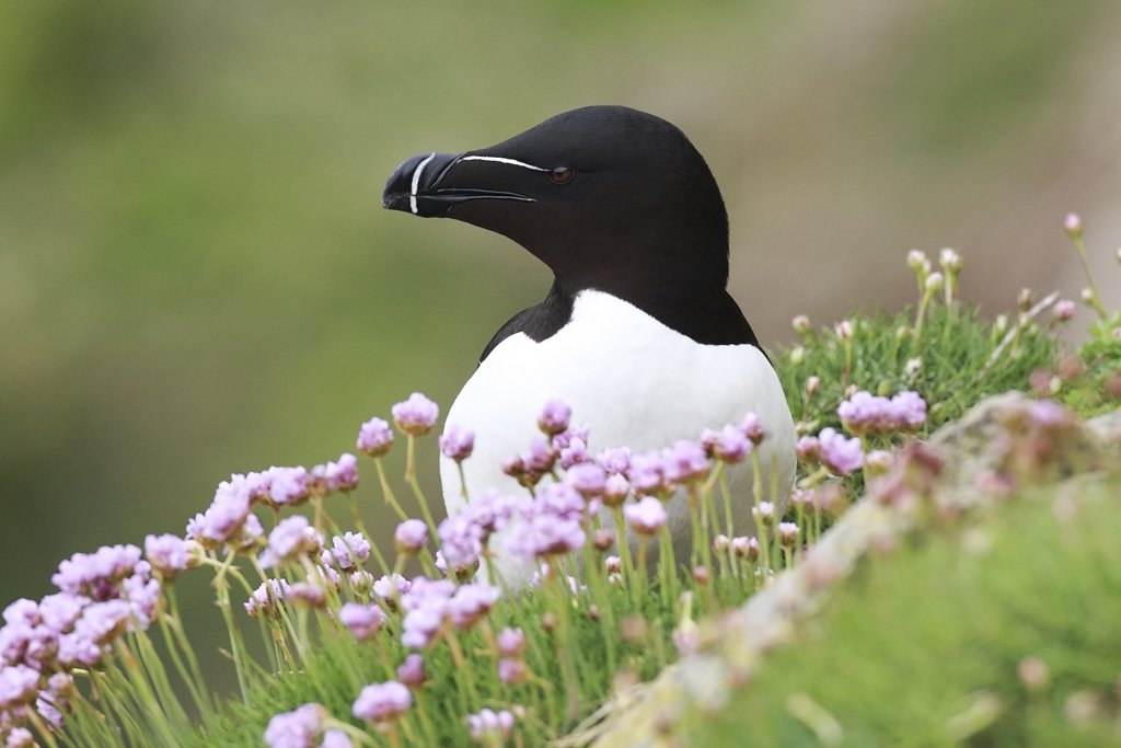 Razorbill in Thrift on Saltee Islands