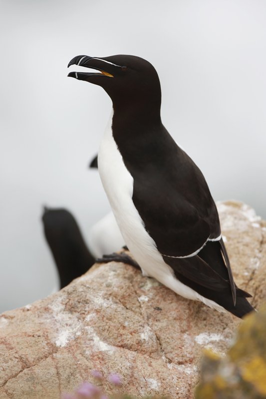 Razorbill on Rock, Saltee Islands