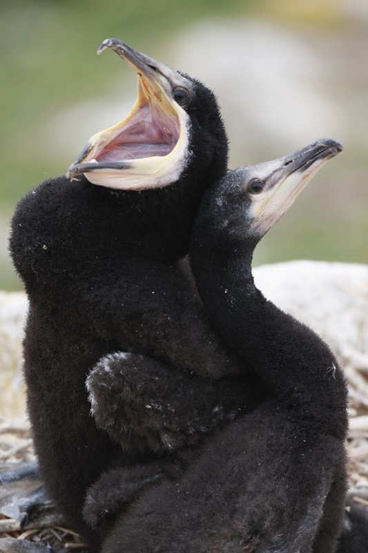 Shag Chick's Big Mouth taken on Saltee Islands