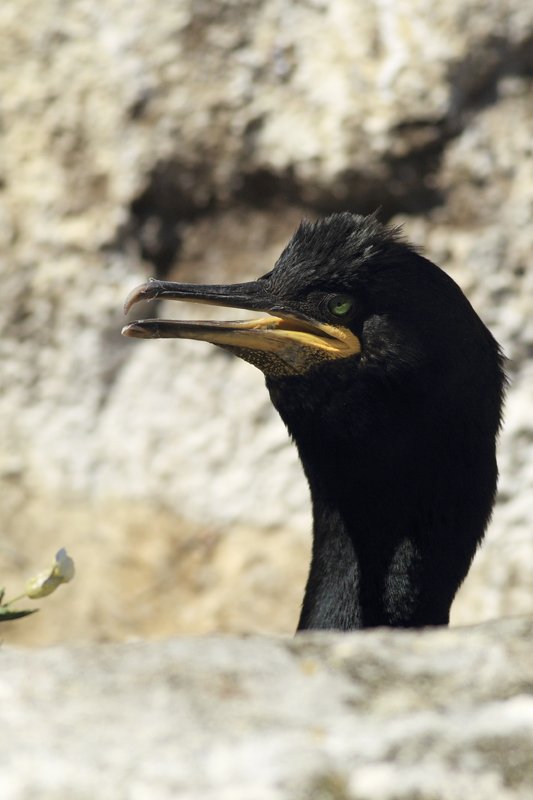 Shag Pops Head Up on Saltee Islands